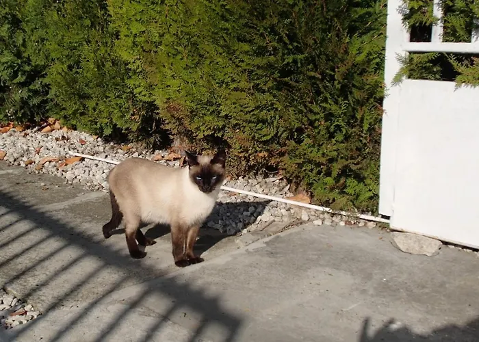 Janko Apartmanhaz 아파트